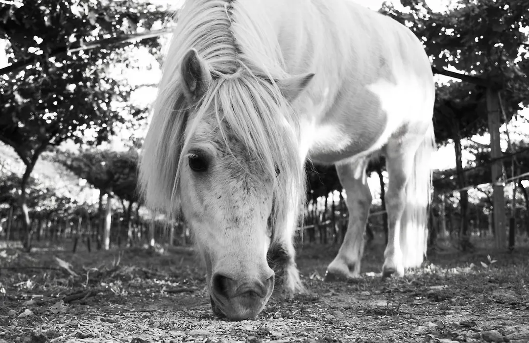 8 Grappoli Agritur-1